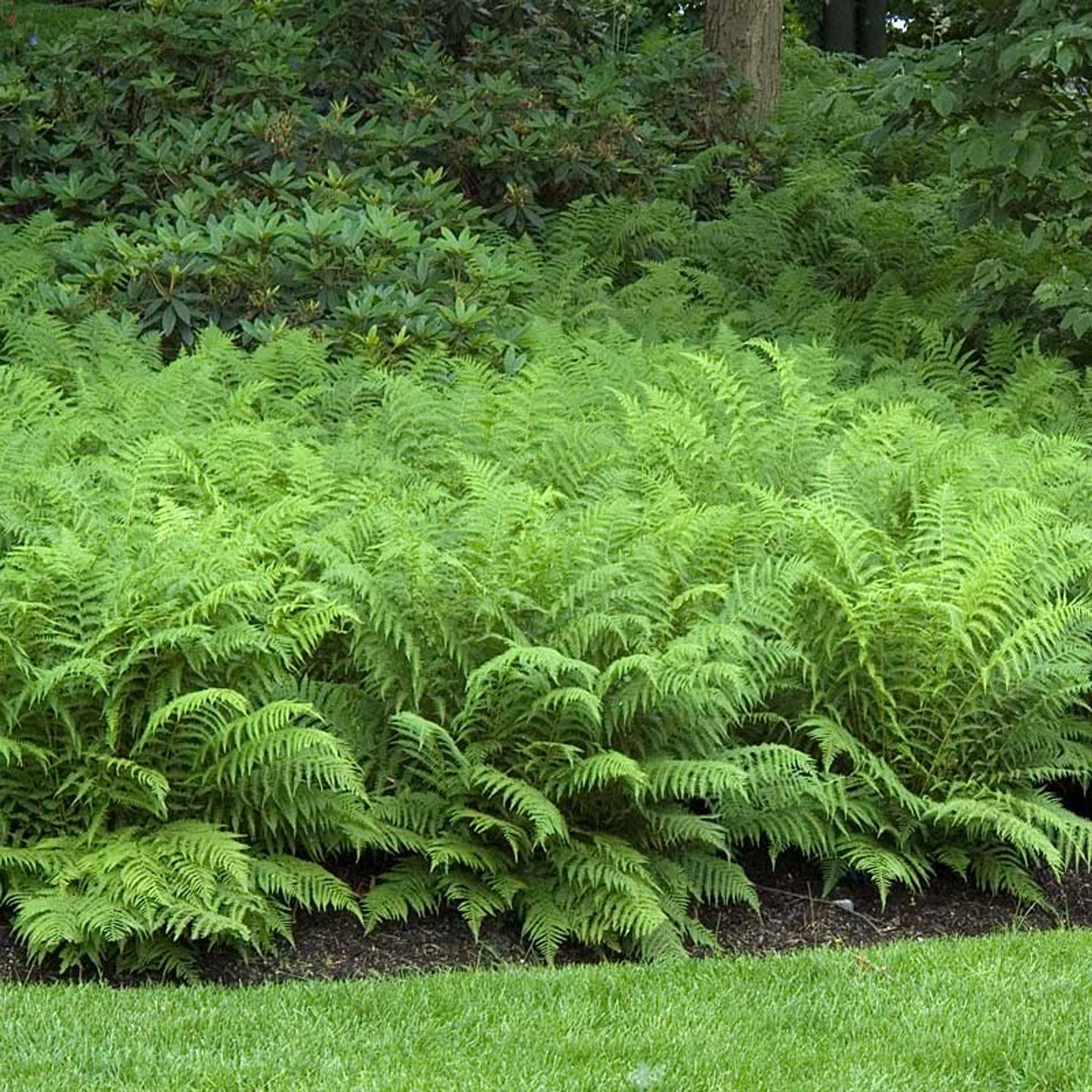 20 Ostrich Fern Bare Root Fiddlehead Matteuccia struthiopteris