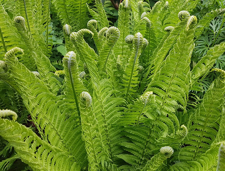 20 Ostrich Fern Bare Root Fiddlehead Matteuccia struthiopteris