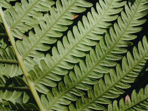 5 Ostrich Fern Bare Root Fiddlehead Matteuccia struthiopteris