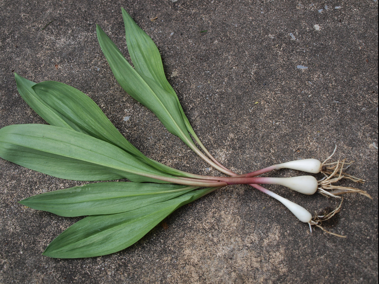 5 Wild Ramp Bulbs Only Bare Root Wild Leeks Allium tricoccum for planting