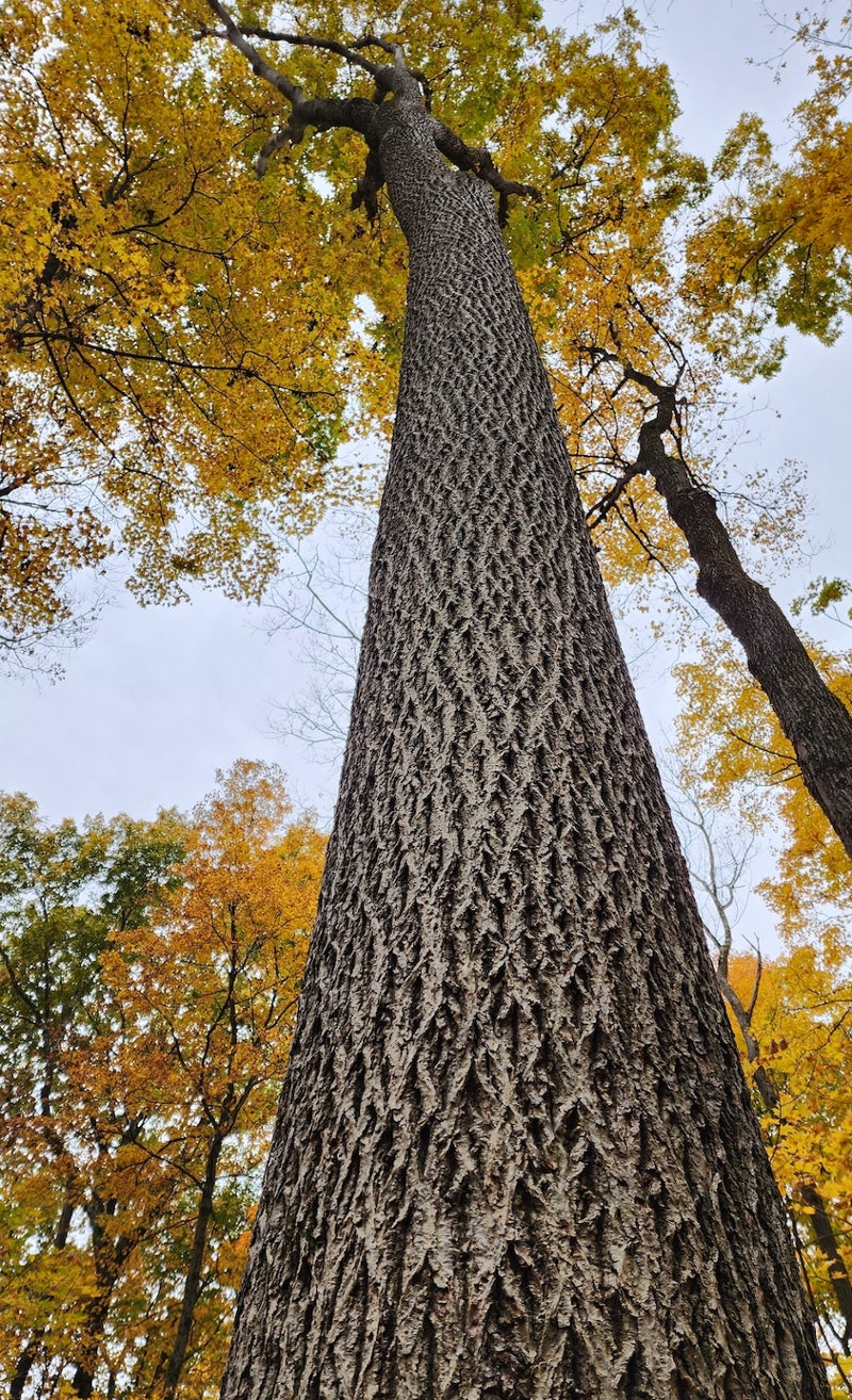 5 White Ash Tree 12-24" Tall Fraxinus americana