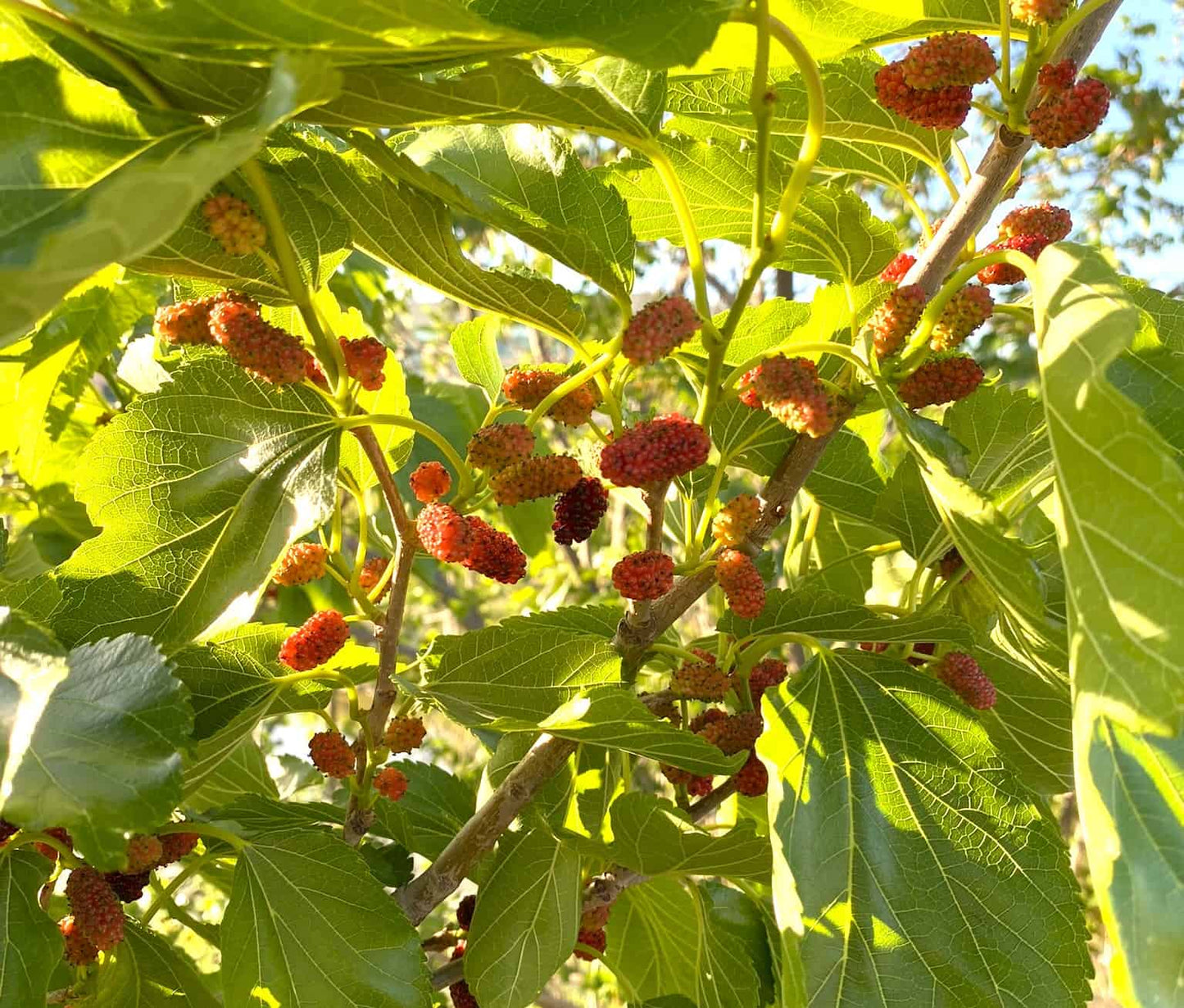 1 Red Mulberry Tree 12-24" Tall Morus rubra