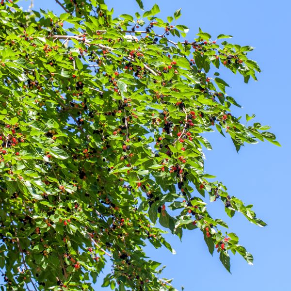 1 Red Mulberry Tree 12-24" Tall Morus rubra