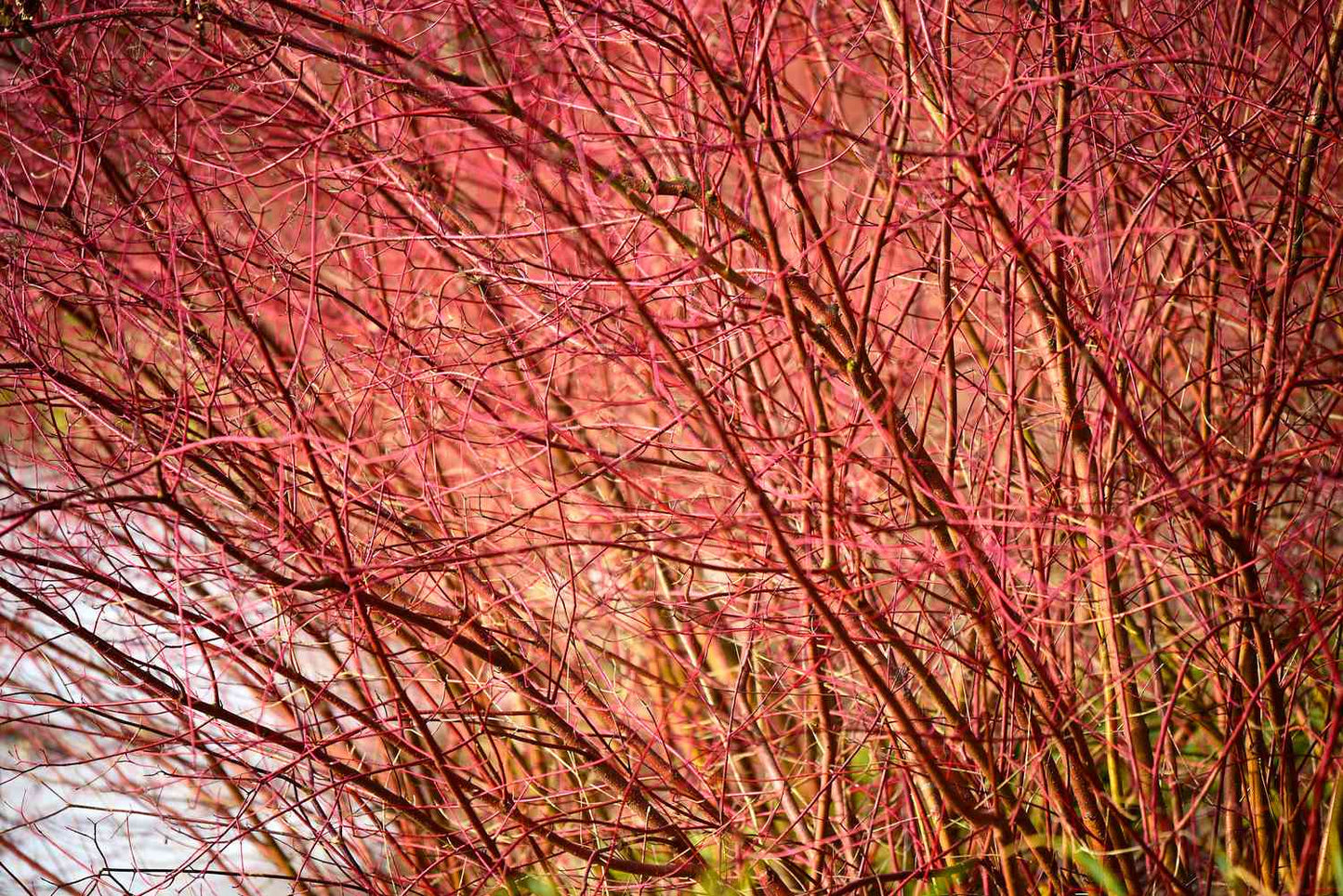 1 Red Twig Dogwood Shrub 12-24" Tall Cornus sericea