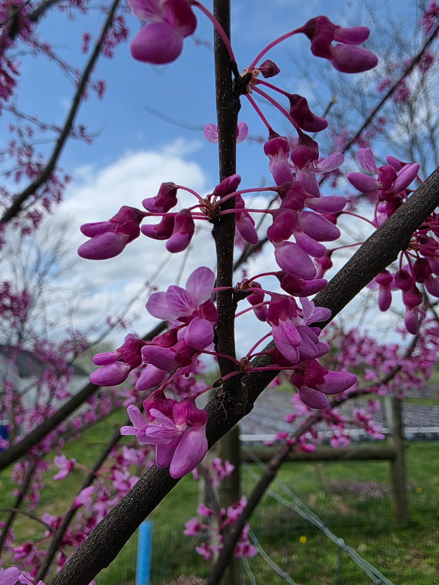 1 Eastern Redbud Tree 12-24" Tall Cercis canadensis