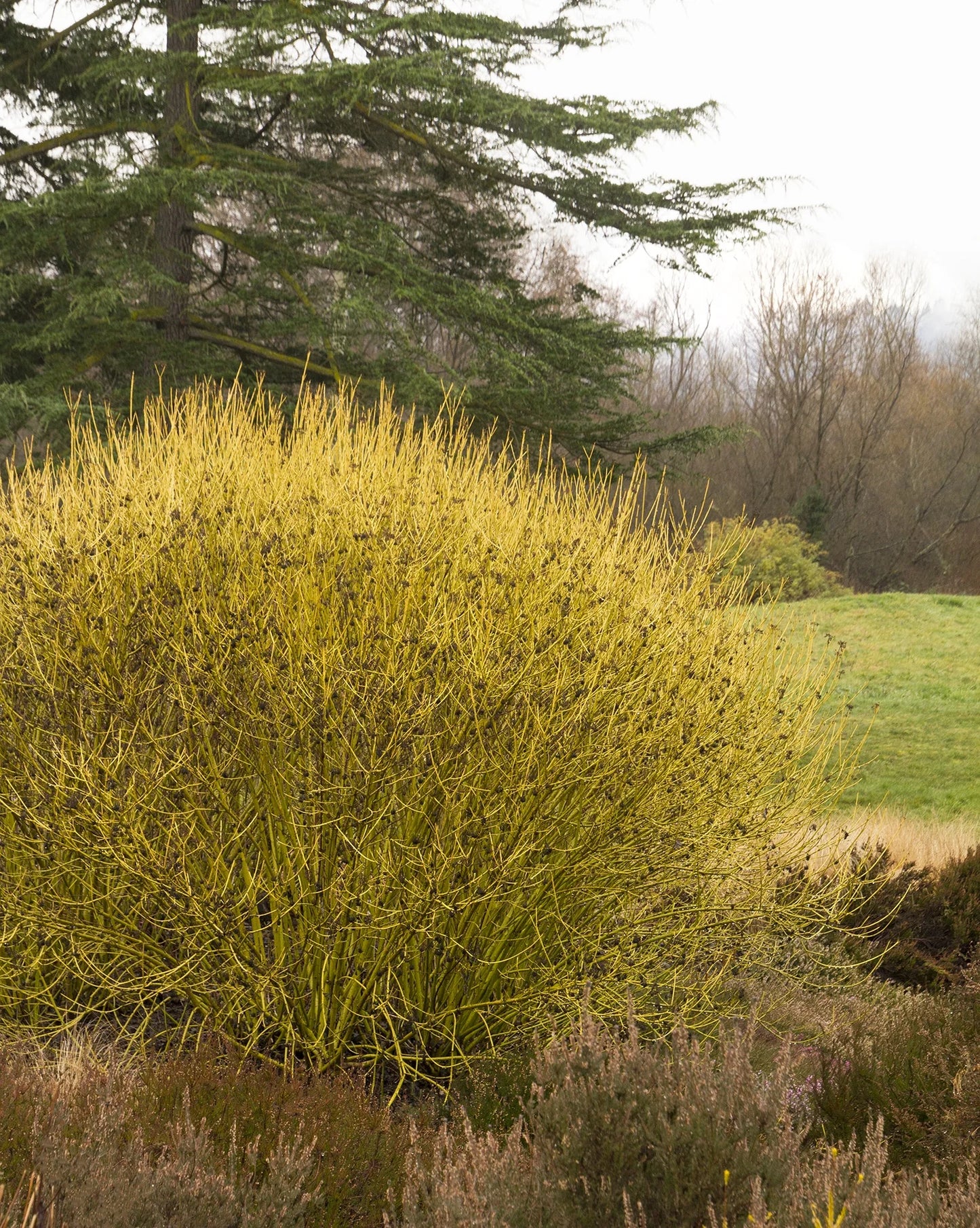 5 Yellow Twig Dogwood Shrub 12-24" Tall Cornus sericea flaviramea
