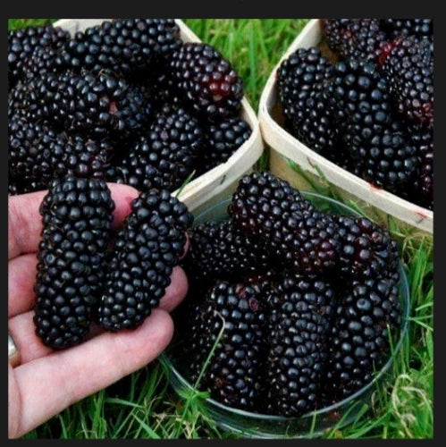 1 Big Daddy Blackberry Starter Plant Thornless