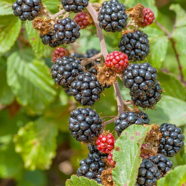 1 Triple Crown Blackberry Starter Plant Thornless