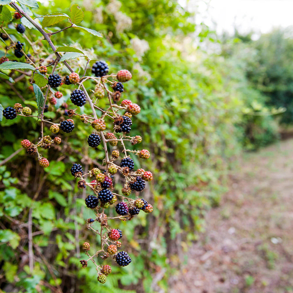 5 Triple Crown Blackberry Starter Plant Thornless