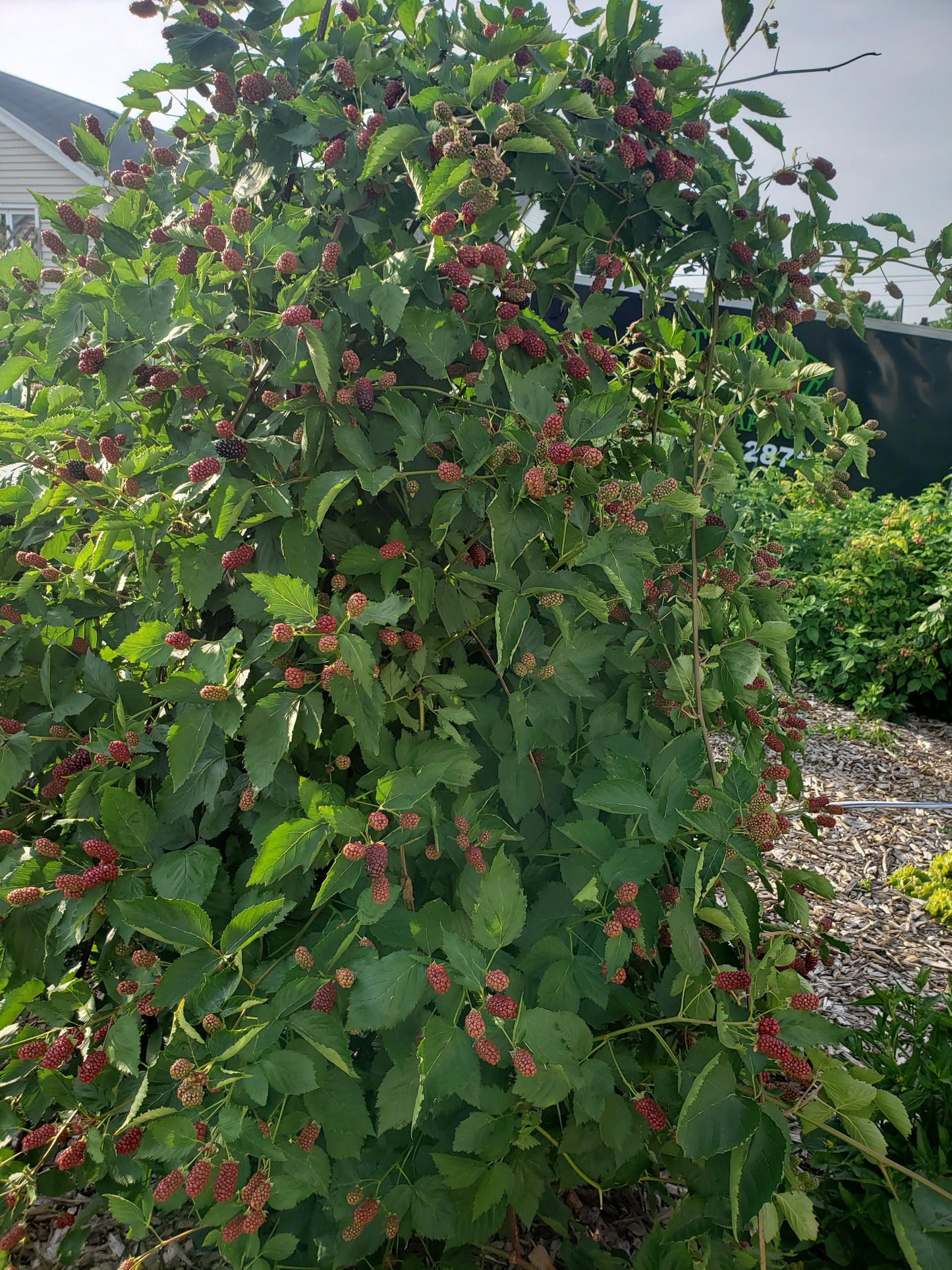 1 Apache Blackberry Starter Plant Thornless