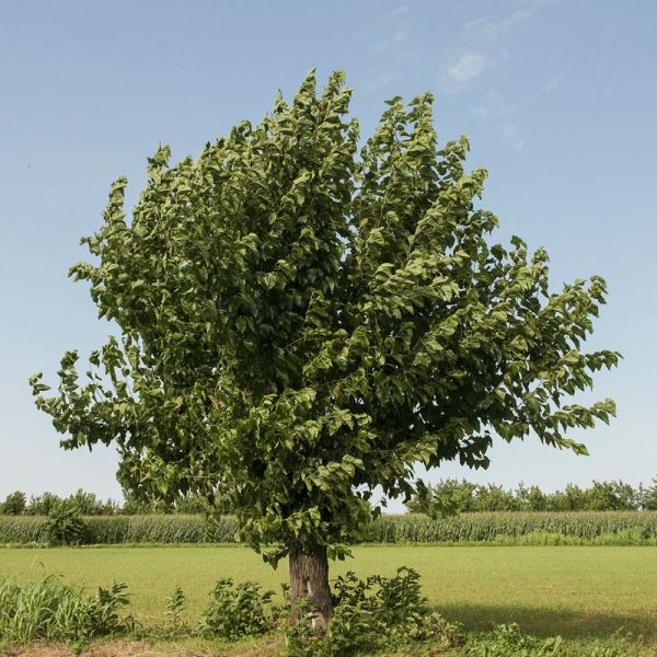 5 White Mulberry Tree 12-24" Tall Morus alba