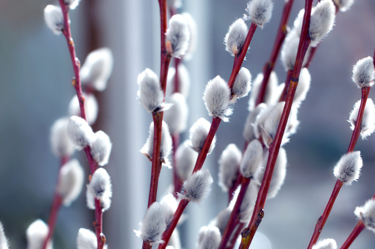 1 French Pussy Willow Plant 12-24" Tall Salix caprea