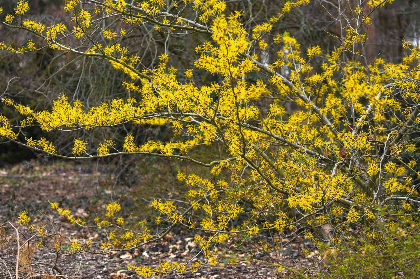 1 Witch Hazel Tree 12-24" Tall Hamamelis virginiana