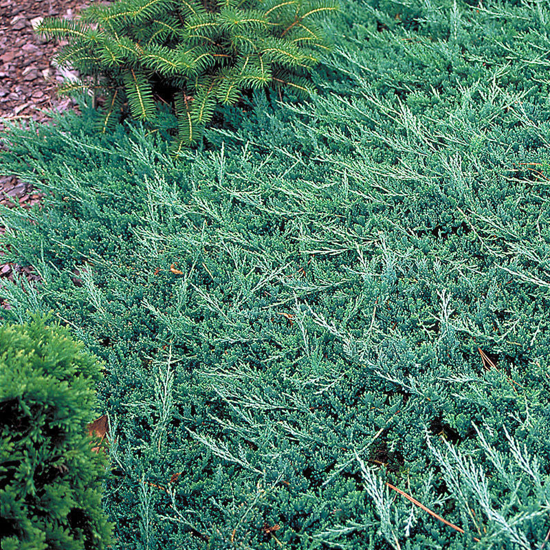 5 Blue Rug Juniper Shrub Start Juniperus horizontalis Wiltonii
