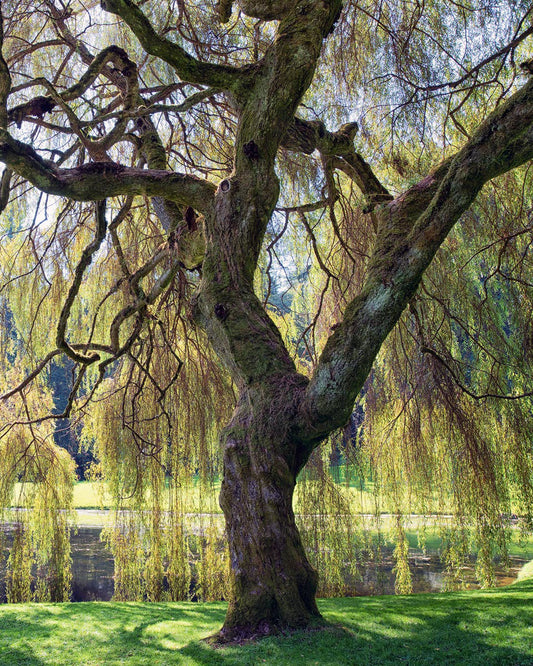 1 Weeping Willow Tree 12-24" Tall Salix babylonica