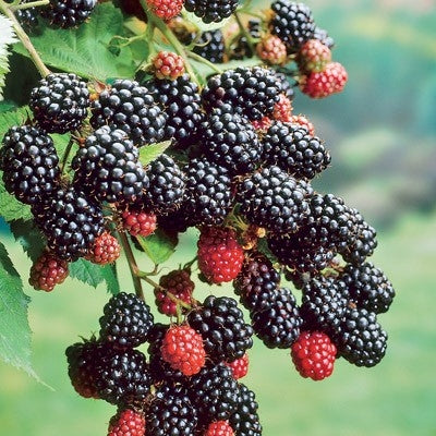 1 Prime Ark- 45 Blackberry Starter Plant