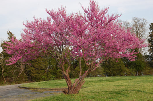 1 Eastern Redbud Tree 12-24" Tall Cercis canadensis