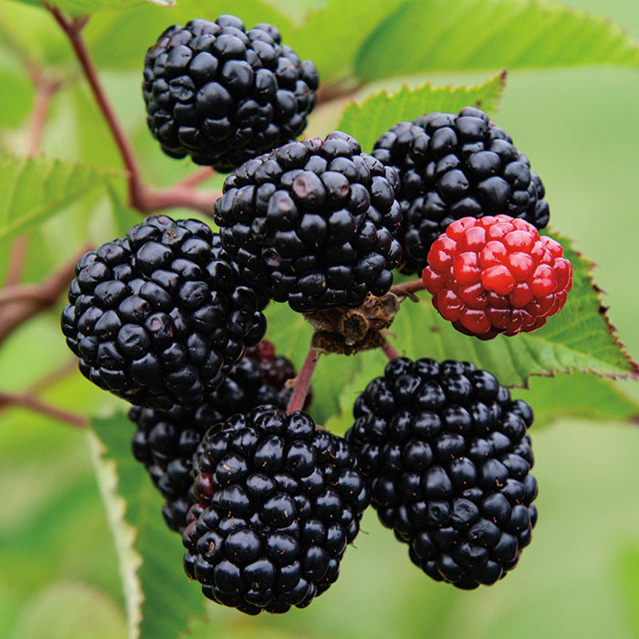 5 Prime Ark Freedom Blackberry Starter Plant Thornless