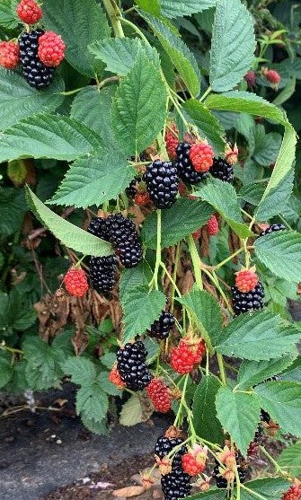 5 Prime Ark Freedom Blackberry Starter Plant Thornless