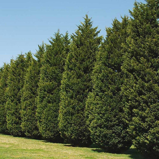 1 Leyland Cypress Tree