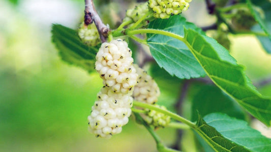 5 White Mulberry Tree 12-24" Tall Morus alba