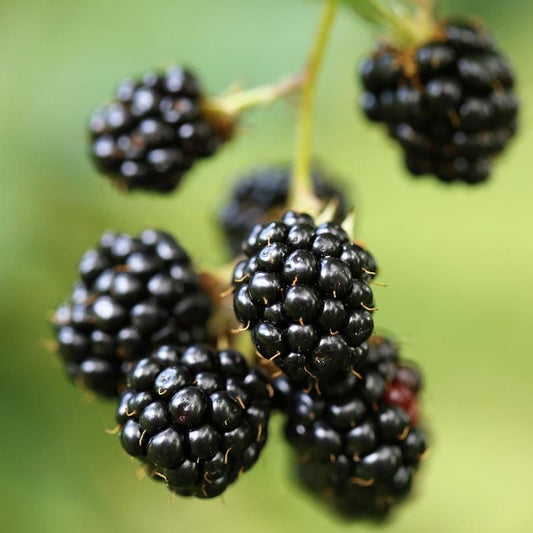 5 Triple Crown Blackberry Starter Plant Thornless