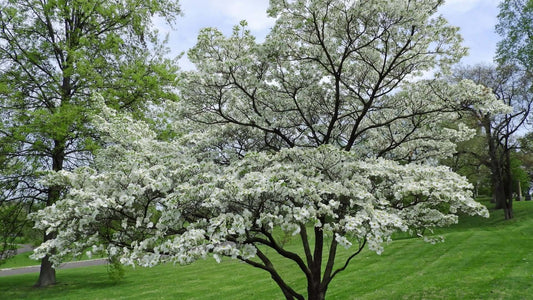 1 White Dogwood Tree 12-24" Tall Cornus florida