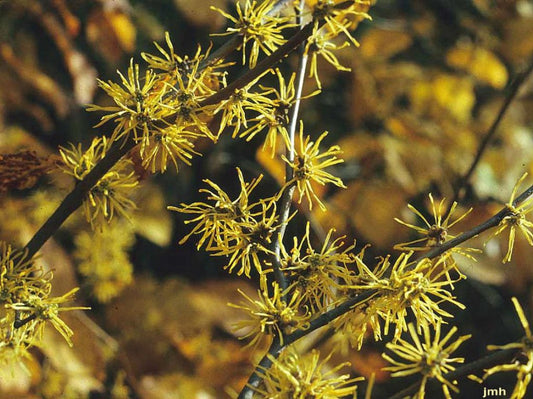 5 Witch Hazel Tree 12-24" Tall Hamamelis virginiana