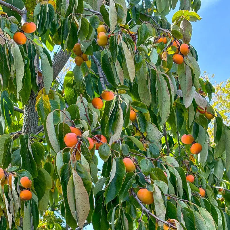 1 American Persimmon Tree 12-24" Tall Diospyros virginiana
