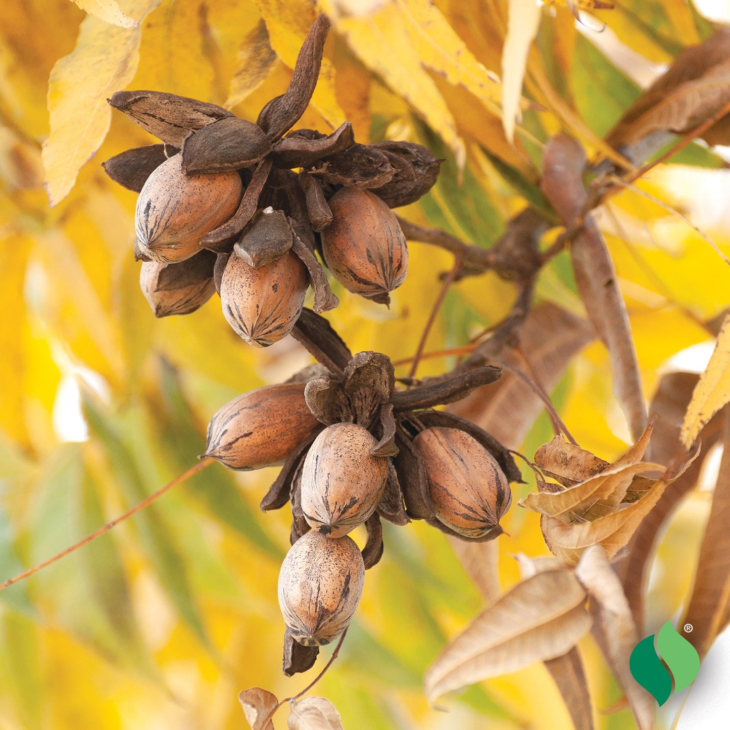 1 Hardy Pecan Tree 12-24" Tall Carya illinoinensis