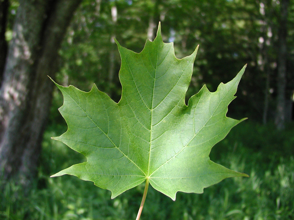 1 Sugar Maple Tree Tree 12-24" Tall Acer saccharin