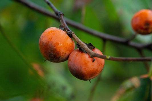 1 American Persimmon Tree 12-24" Tall Diospyros virginiana