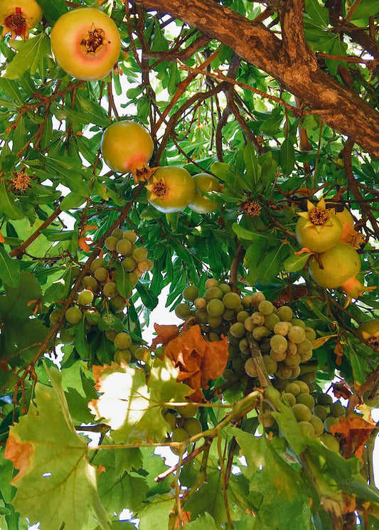 1 Azadi Pomegranate Tree Starter Plant Punica Granatum Azadi