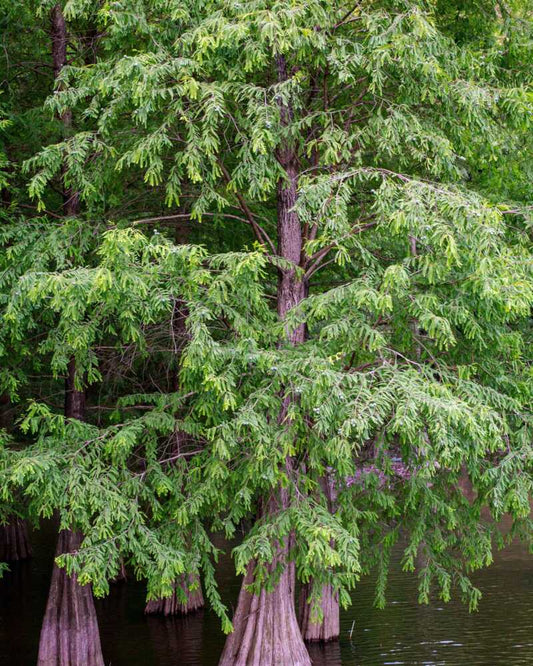 1 Bald Cypress Tree 12-24" Tall Taxodium distichum