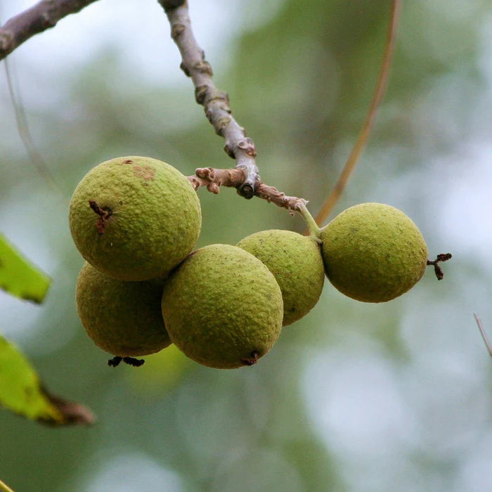 1 Black Walnut Tree 12-24 Tall Juglans nigra