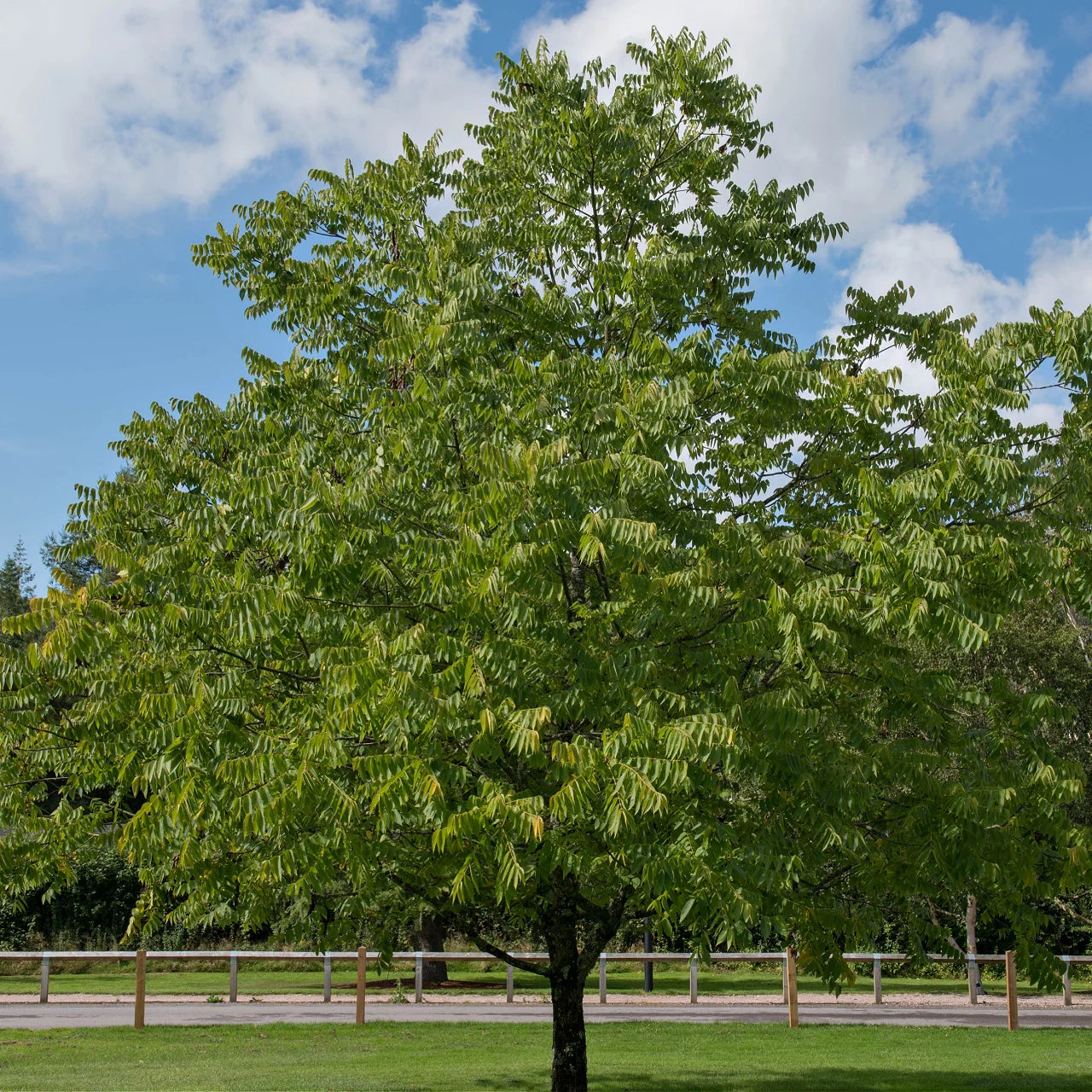 1 Black Walnut Tree 12-24 Tall Juglans nigra
