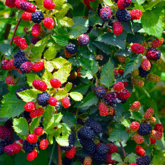 1 Apache Blackberry Starter Plant Thornless