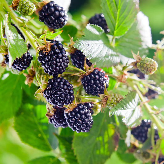 1 Big Daddy Blackberry Starter Plant Thornless