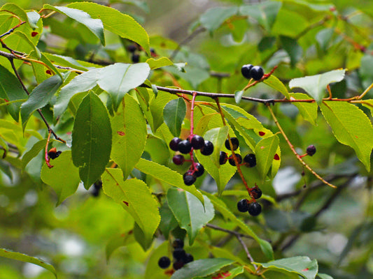 1 Black Cherry Tree 12-24" Tall Prunus serotina