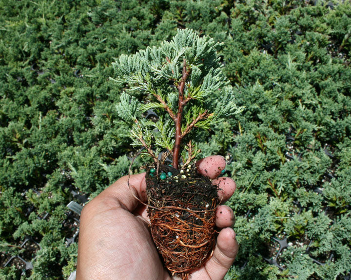 5 Blue Rug Juniper Shrub Start Juniperus horizontalis Wiltonii
