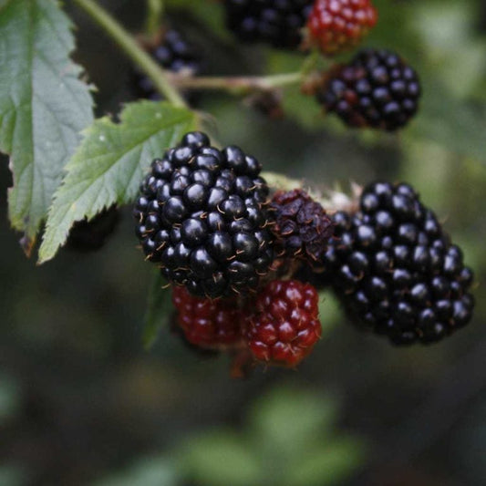1 Caddo Blackberry Starter Plant Thornless