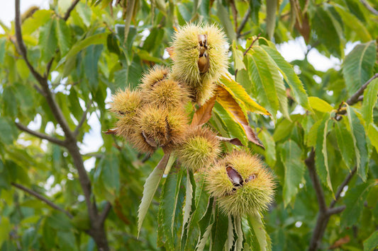 1 Dunstan Chestnut Tree 12-24" Tall Castanea dentata x Castanea mollissima Hybrid
