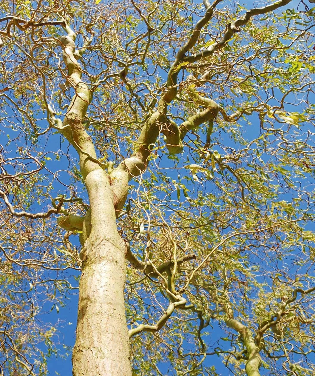 1 Corkscrew Willow Tree 2-3ft Tall Salix matsudana 'Tortuosa'