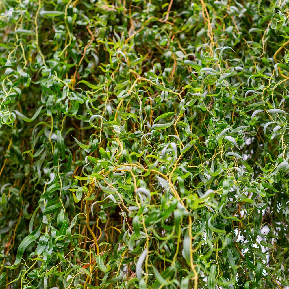 1 Corkscrew Willow Tree 2-3ft Tall Salix matsudana 'Tortuosa'