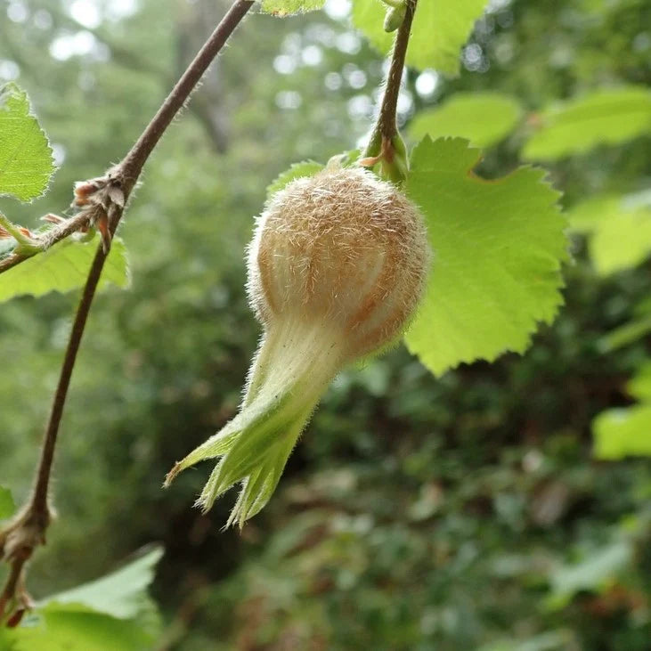 1 American Hazelnut Tree 12-24" Tall Corylus americana