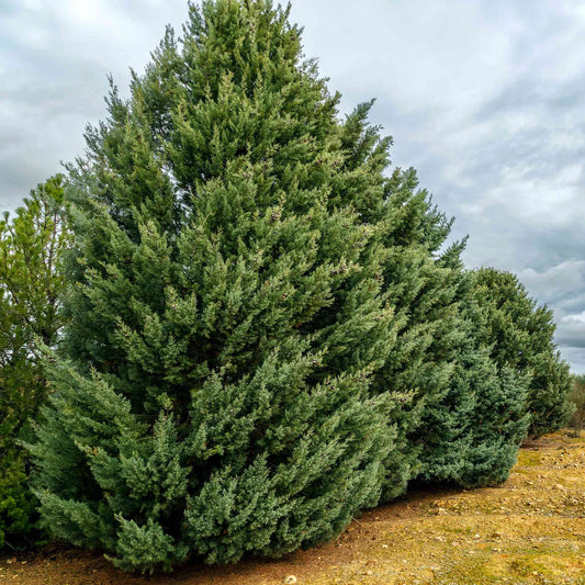 1 Carolina Sapphire Cypress Tree