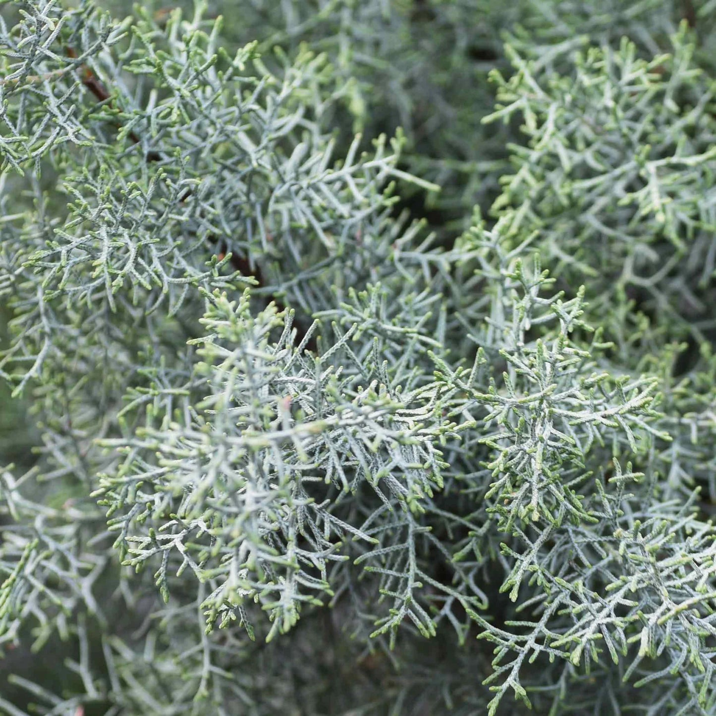 1 Carolina Sapphire Cypress Tree