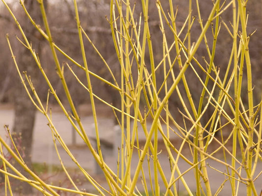 1 Yellow Twig Dogwood Shrub 12-24" Tall Cornus sericea flaviramea