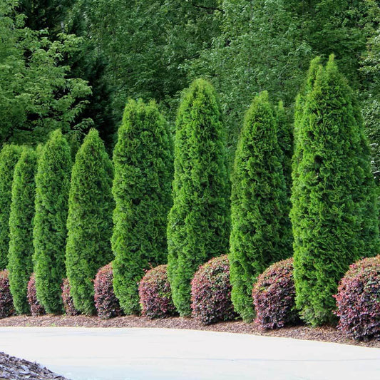 20 Emerald Green Arborvitae Tree Evergreen Fast Growing 6-14in tall