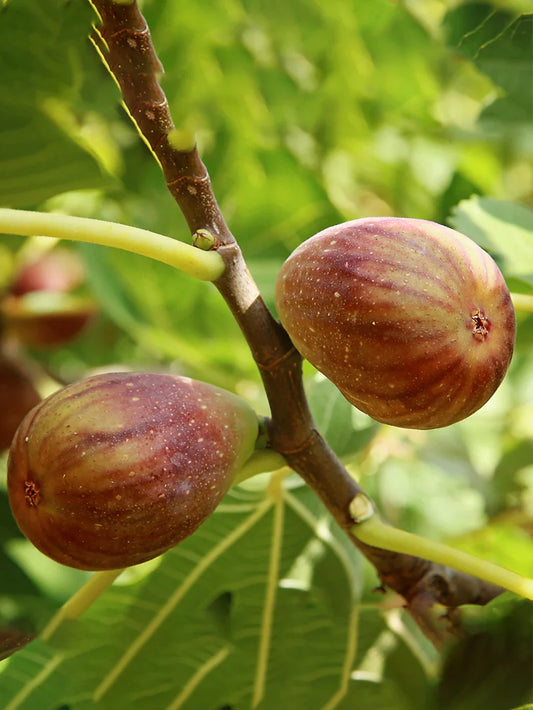 1 Olympian Fig Tree Starter Plant Ficus carica 'Olympian'